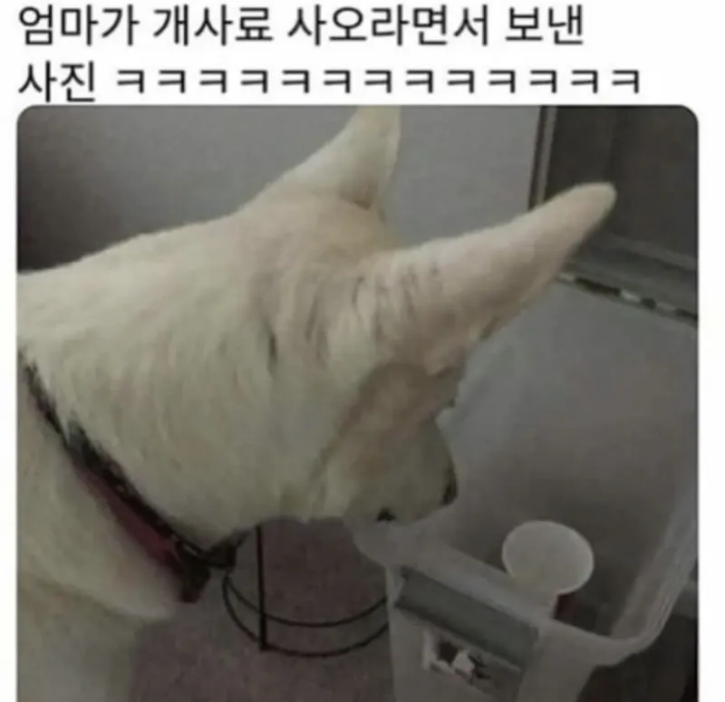 엄마가 개사료 사오라면서 보낸 사진