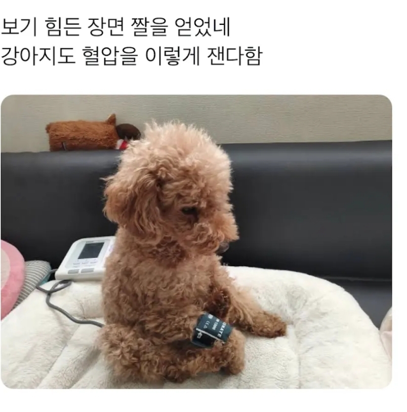 강아지 혈압 측정하는 모습!!