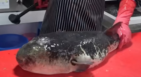 참복한마리드세요